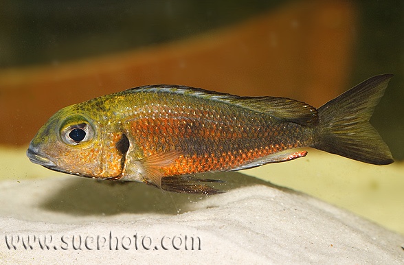Callochromis macrops 'Ndole Bay' (Red Macrops)